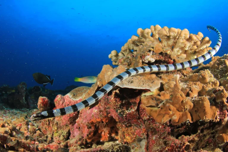 sea snake bohol