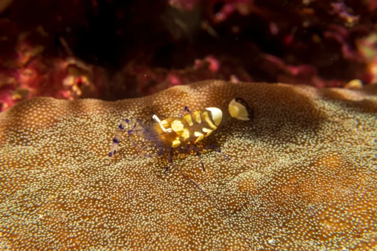 shrimp in anda bohol