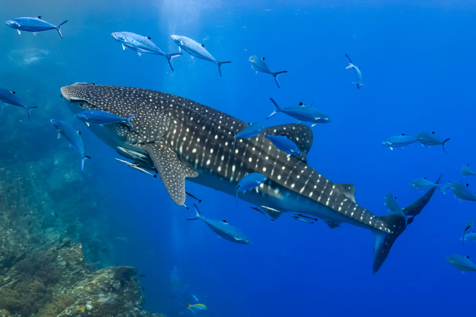 10 Mind-Blowing Facts You Didn't Know About Whale Sharks 2 whale shark blue water