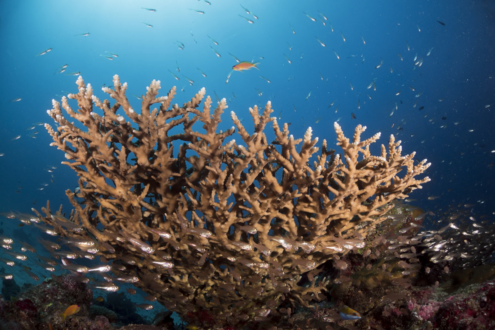 A Diver's Guide to the Coral Reefs of Bohol 1 staghorn corla