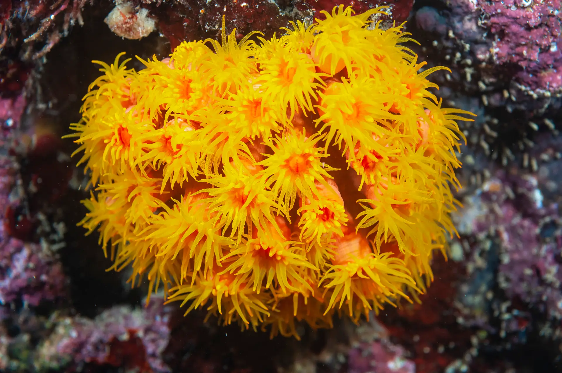 A Diver's Guide to the Coral Reefs of Bohol 4 suncoral