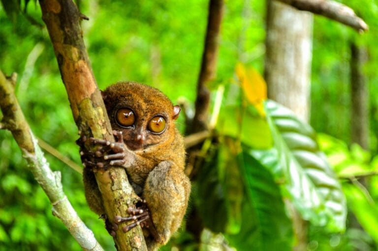 tarsiers bohol
