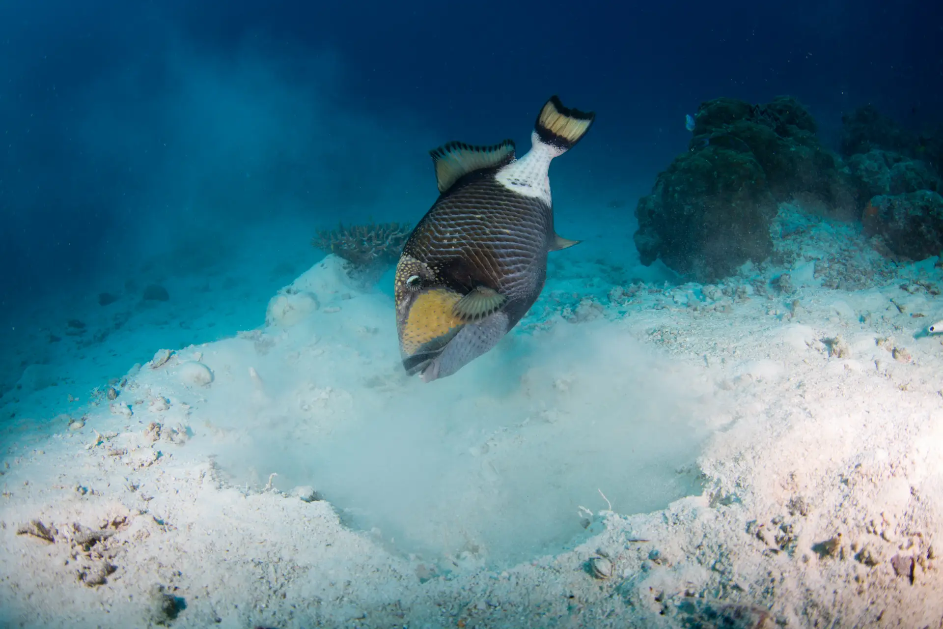 titan triggerfish balicasag