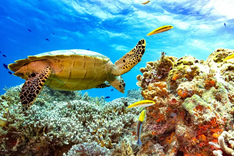 turtle on reef