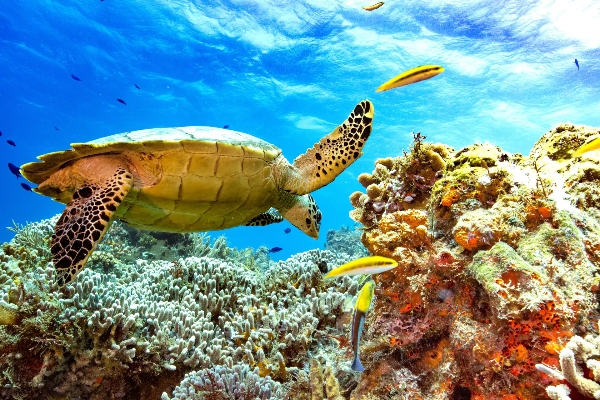 turtle on reef
