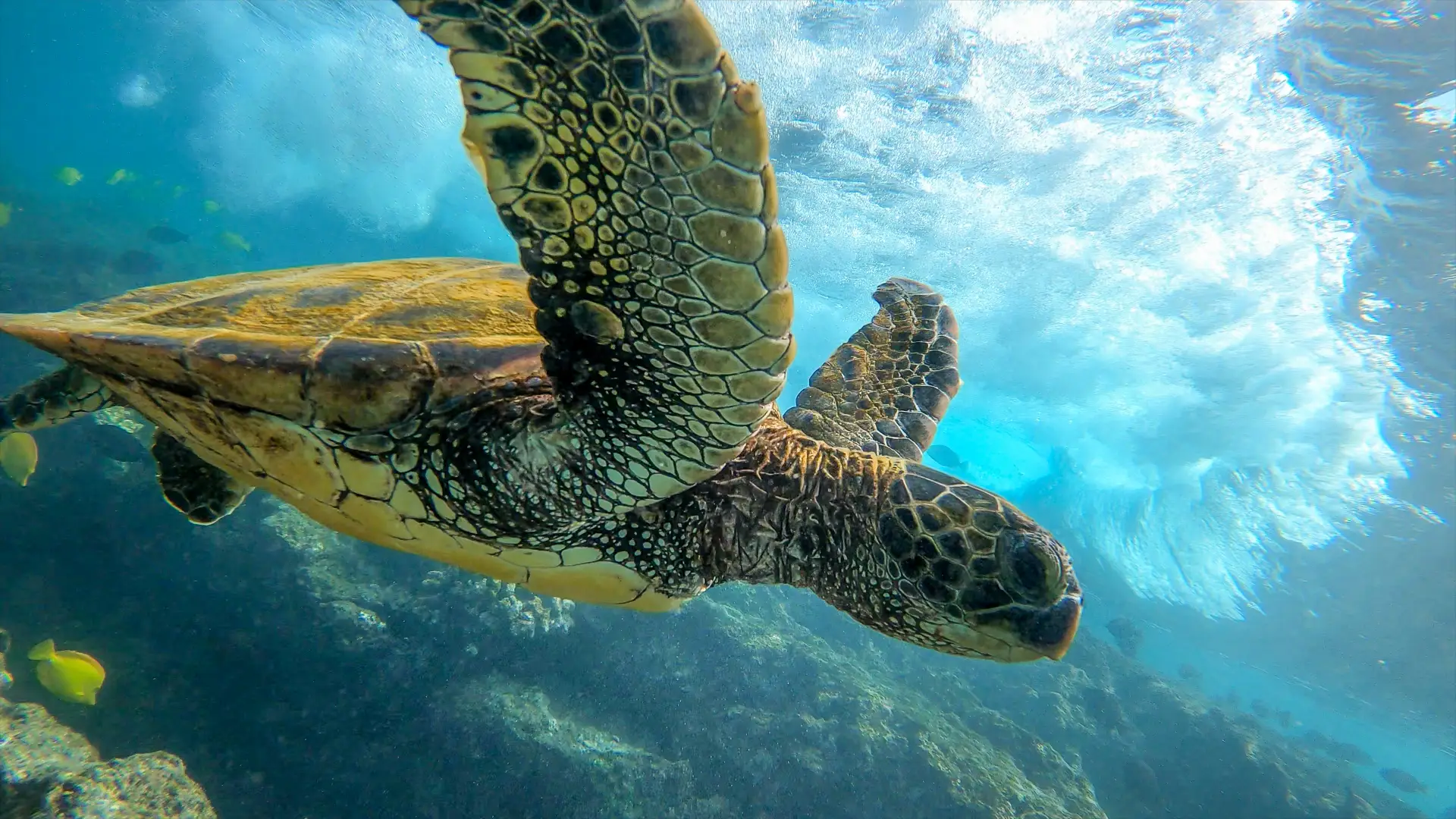 Marine Life Of Bohol 2 turtle2