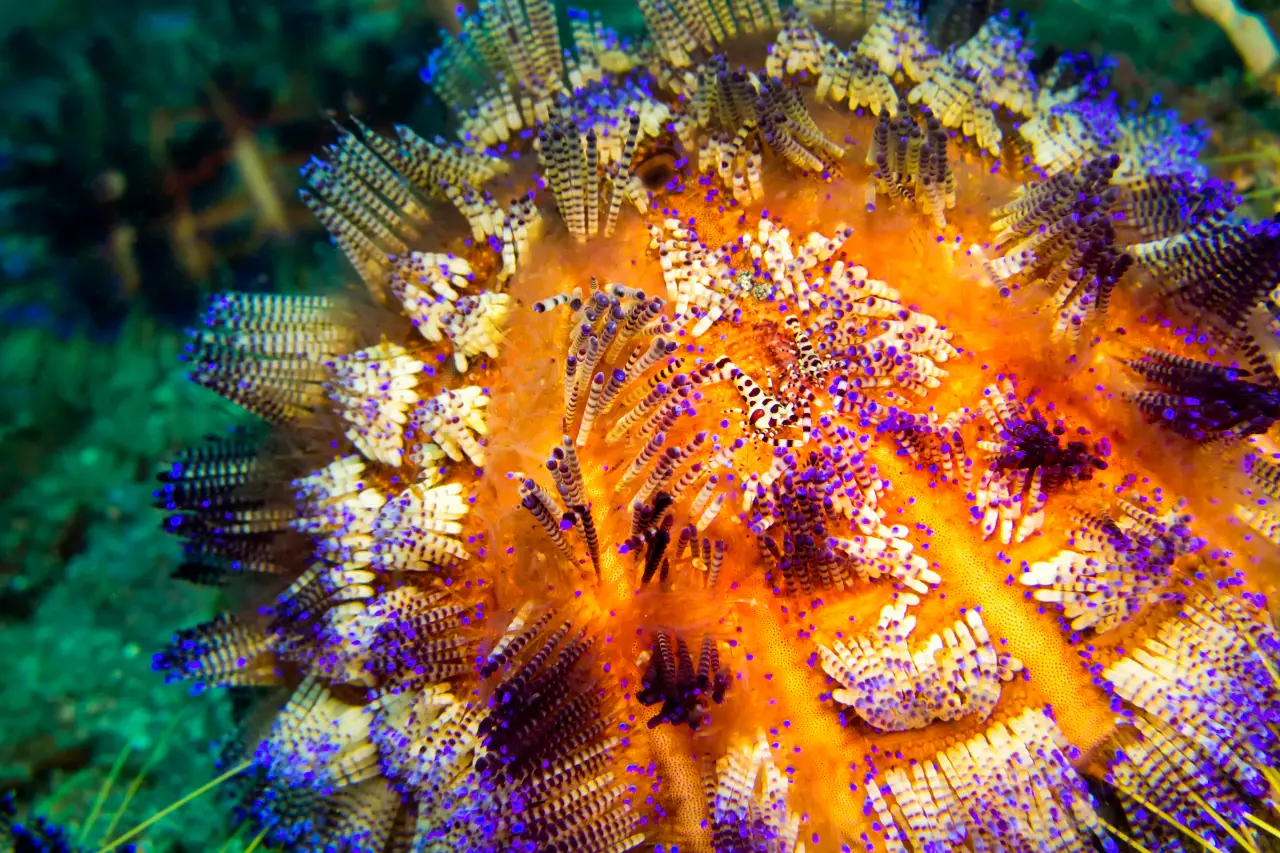 Bohol's Beautiful Animals You Should Never Handle 3 variablefireurchin