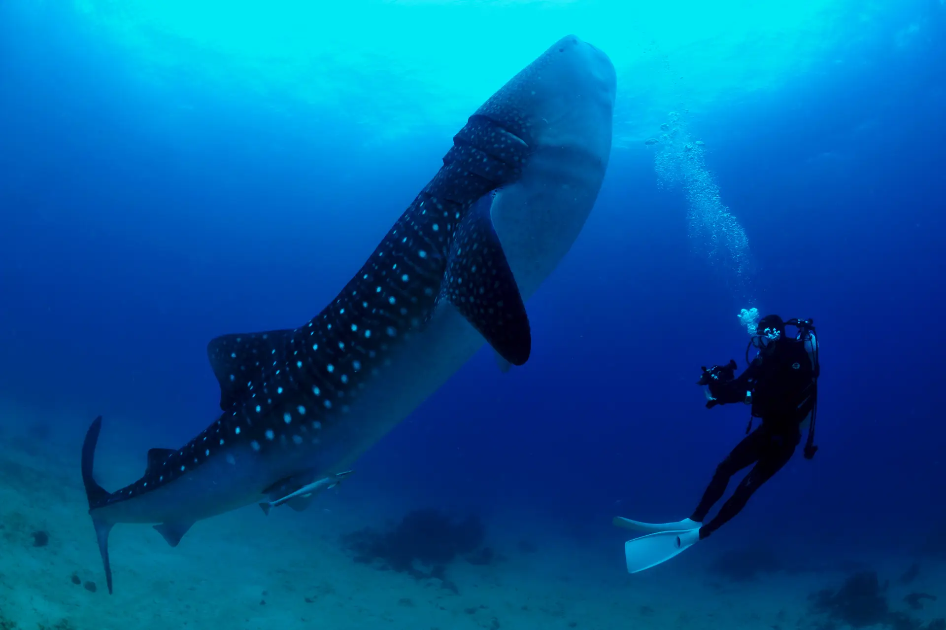 whale shark encounter