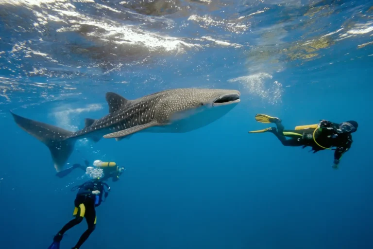 whale sharks bohol