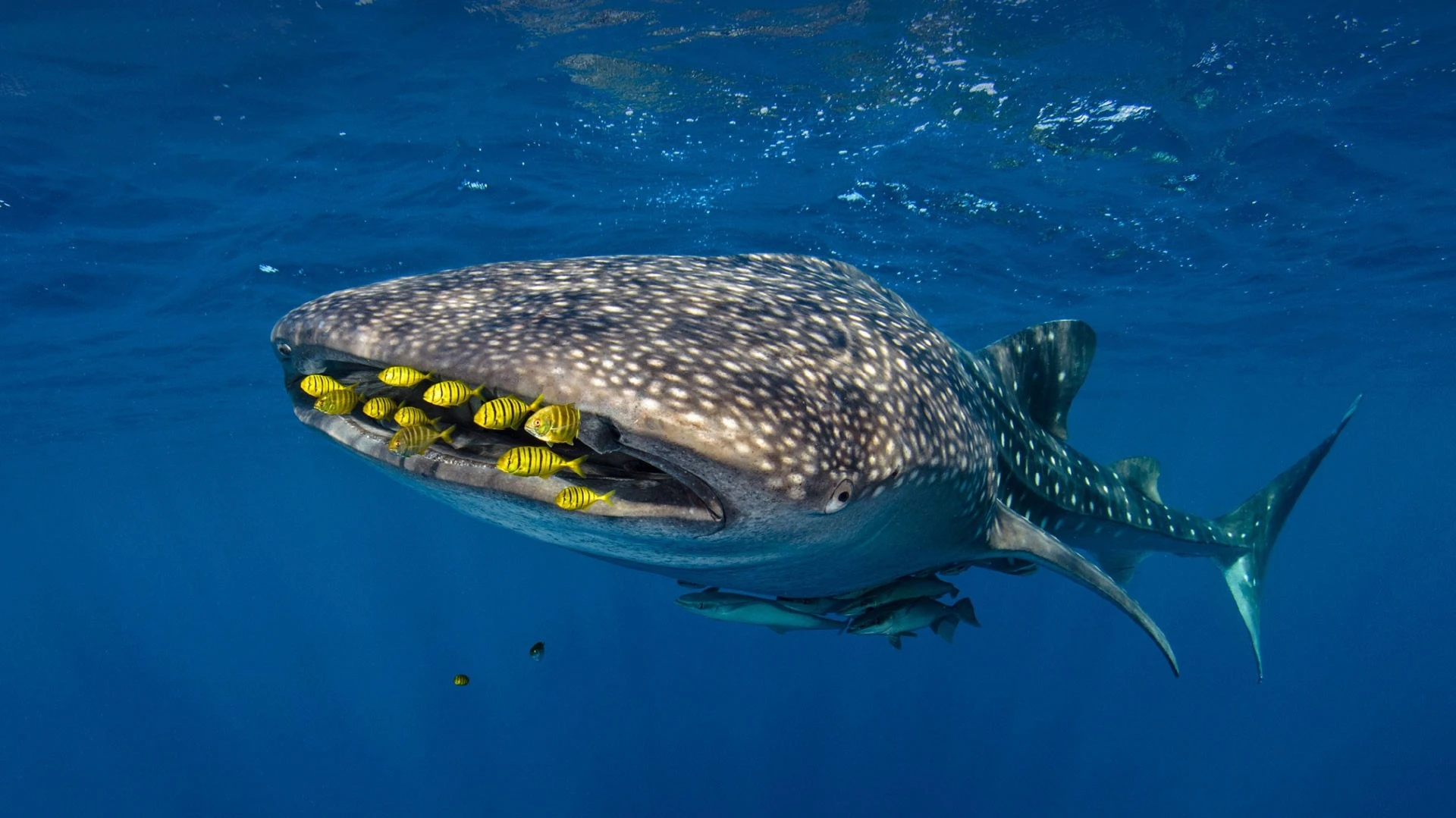 The Cleaner Fish of Bohol: A Guide to the Reef's Unsung Heroes 1 whalesharkcleaner