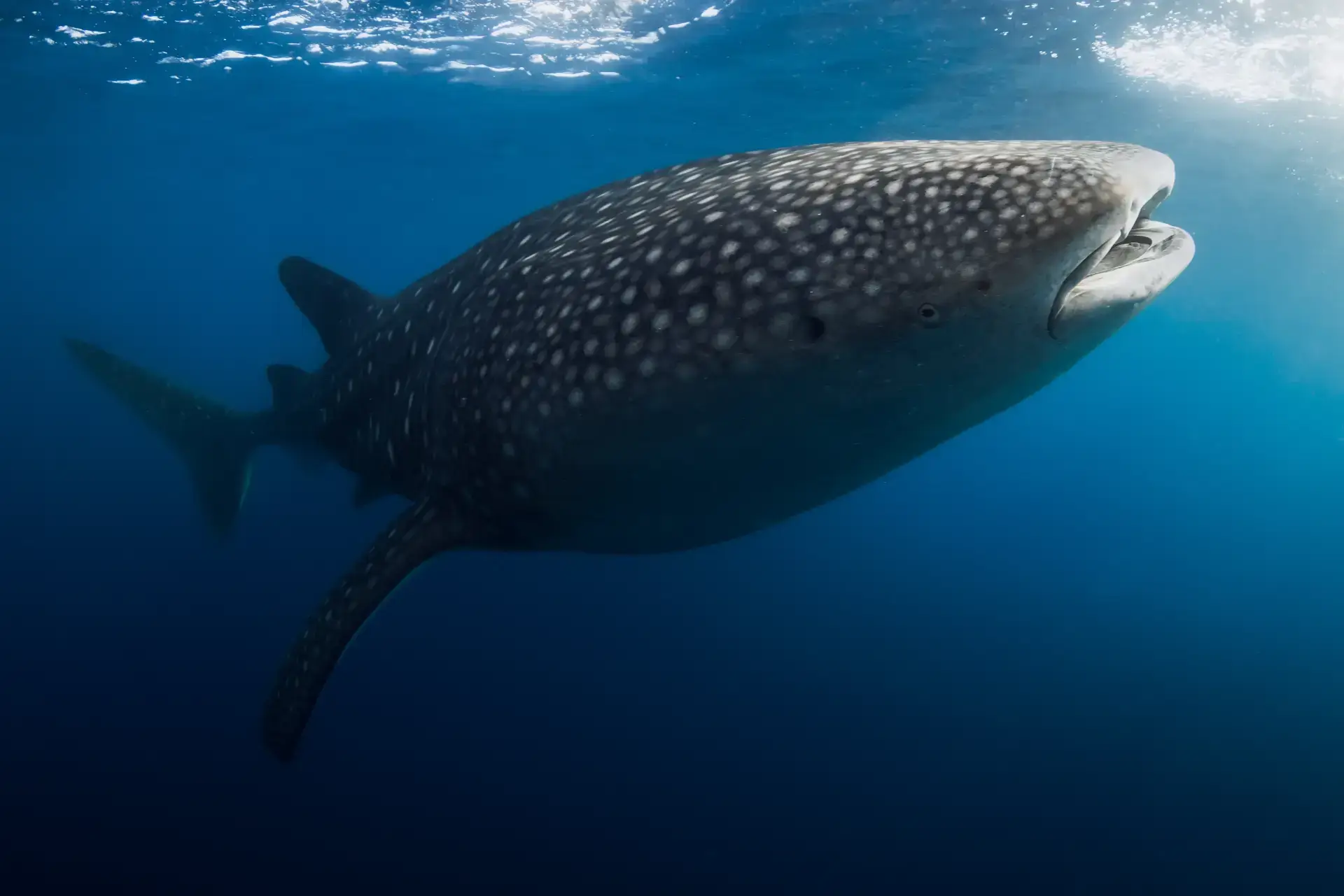 Why December is a Magical Month to Dive in Bohol 2 whale sharks in bohol