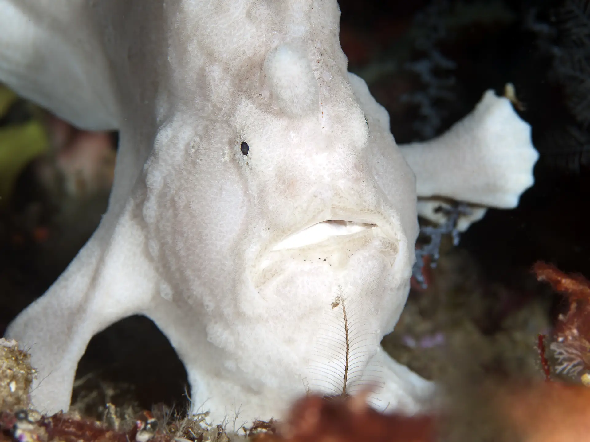 whitefrogfish