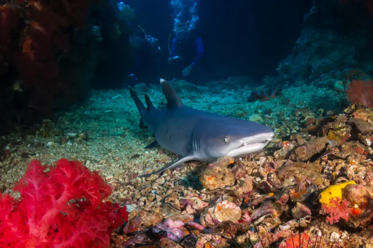 sharks in bohol