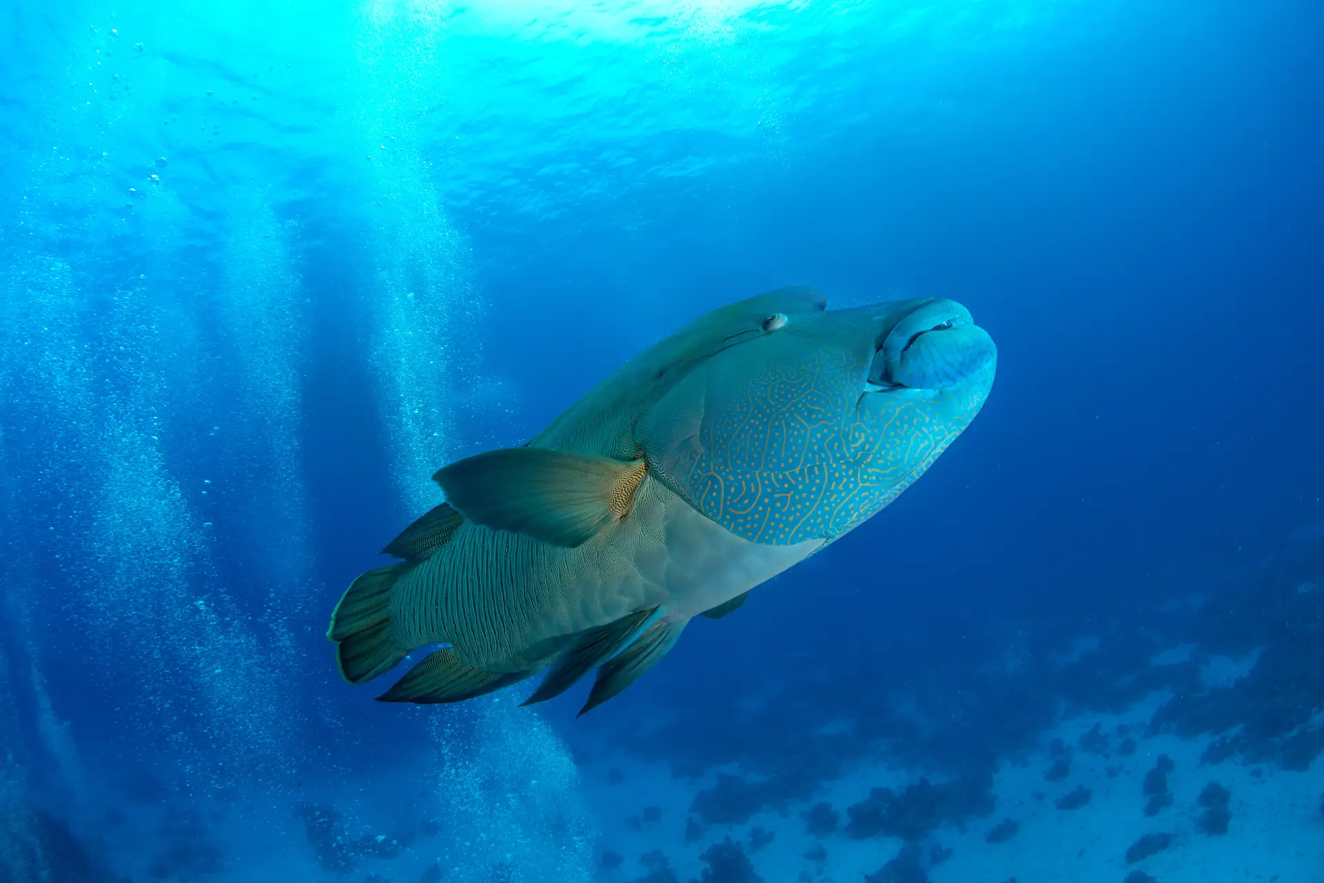 Marine Life Of Bohol 8 napolean wrasse