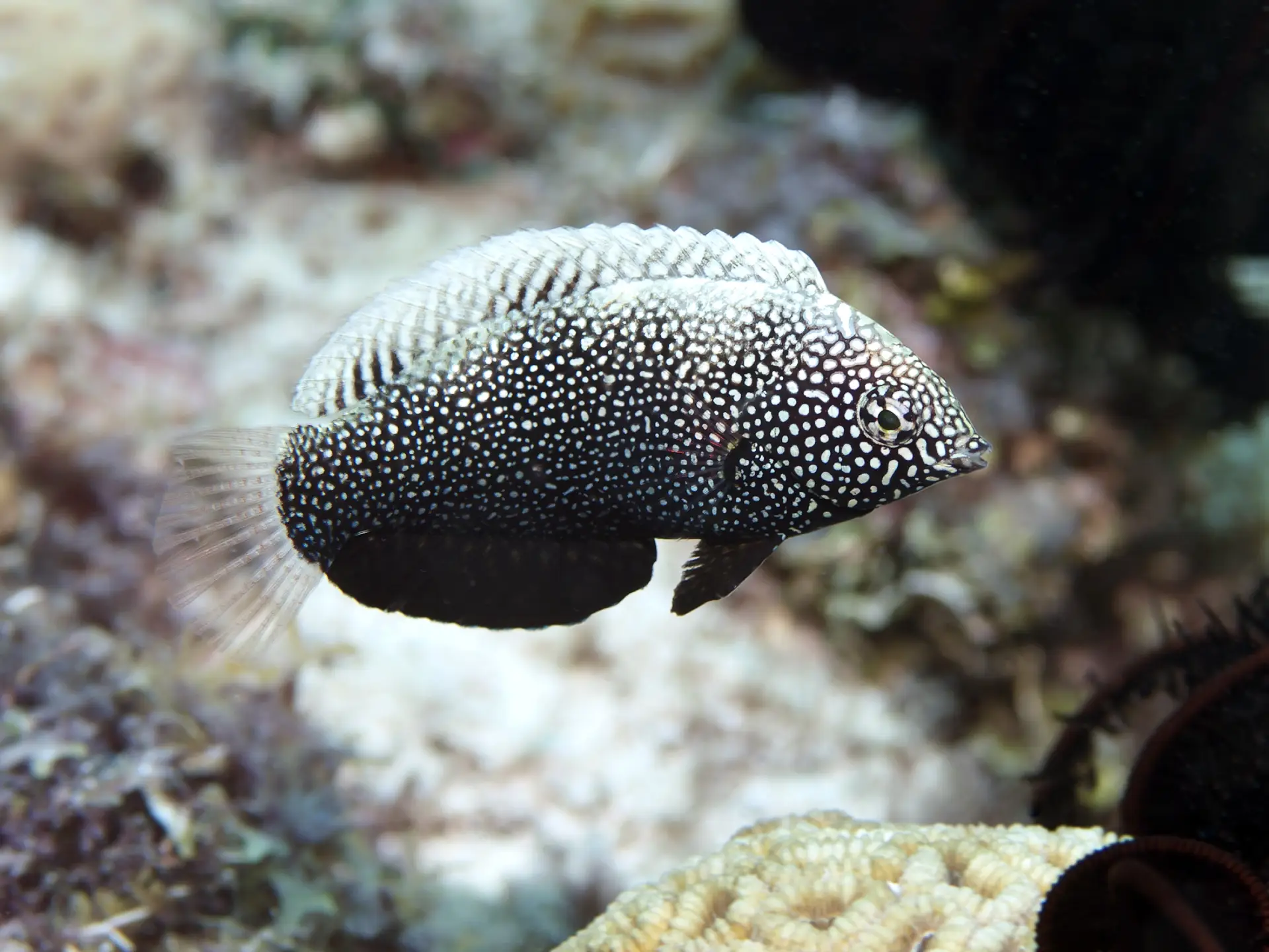 yellowspotted wrasse in bohol
